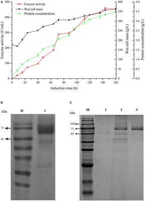 A New Cold-Active Glucose Oxidase From Penicillium: High-Level Expression and Application in Fish Preservation